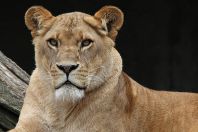 poster-print-proud-lioness