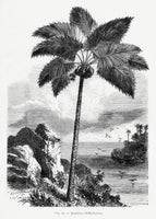 canvas-print-vintage-palm-tree-drawing-i