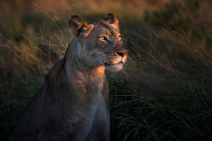 framedcanvas-print-lioness-at-first-day-ligth-x