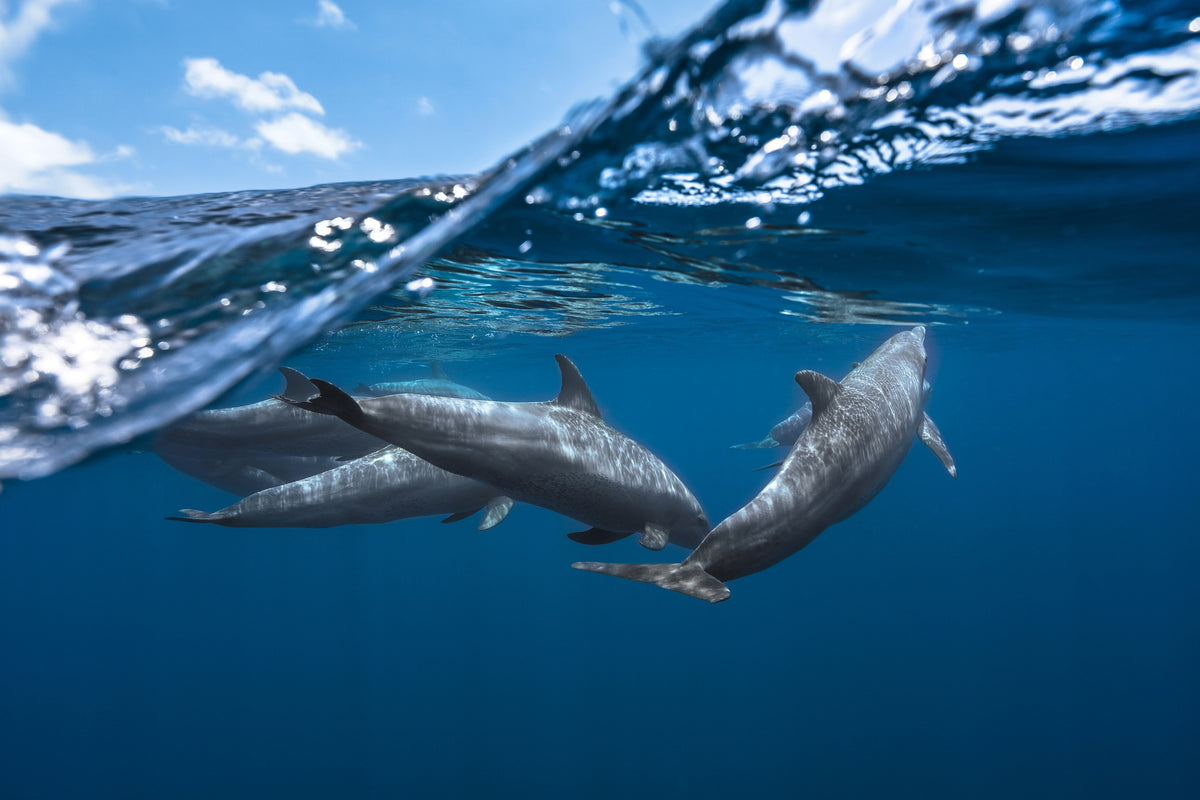 3-piece-acrylic-print-dolphins