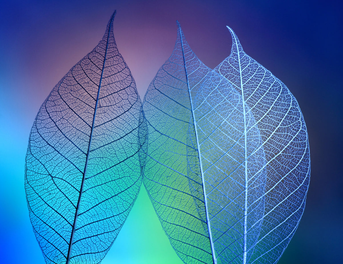 framedposter-print-prismatic-leafs