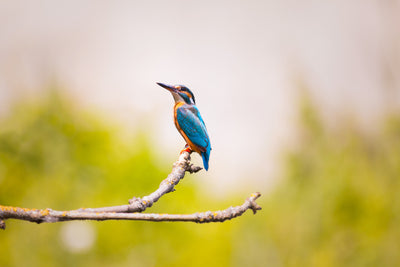 poster-print-the-kingfisher