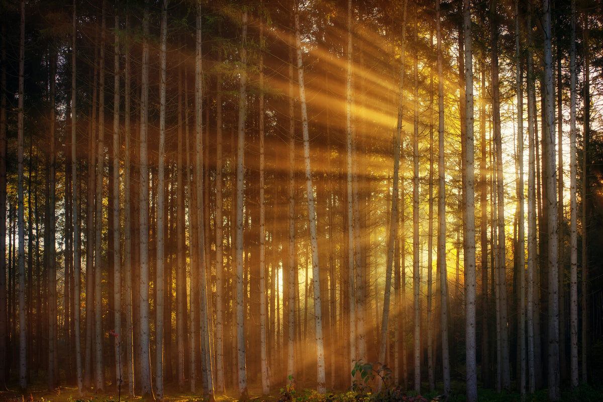 modern-3-piece-acrylic-print-trees-in-sunbeams
