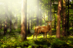 poster-print-attention-deer