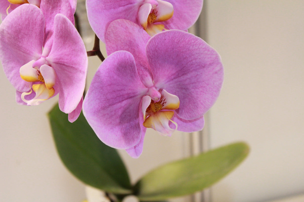 framedcanvas-print-orchids-with-purple-flowers-in-xl