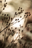 canvas-print-autumn-lights