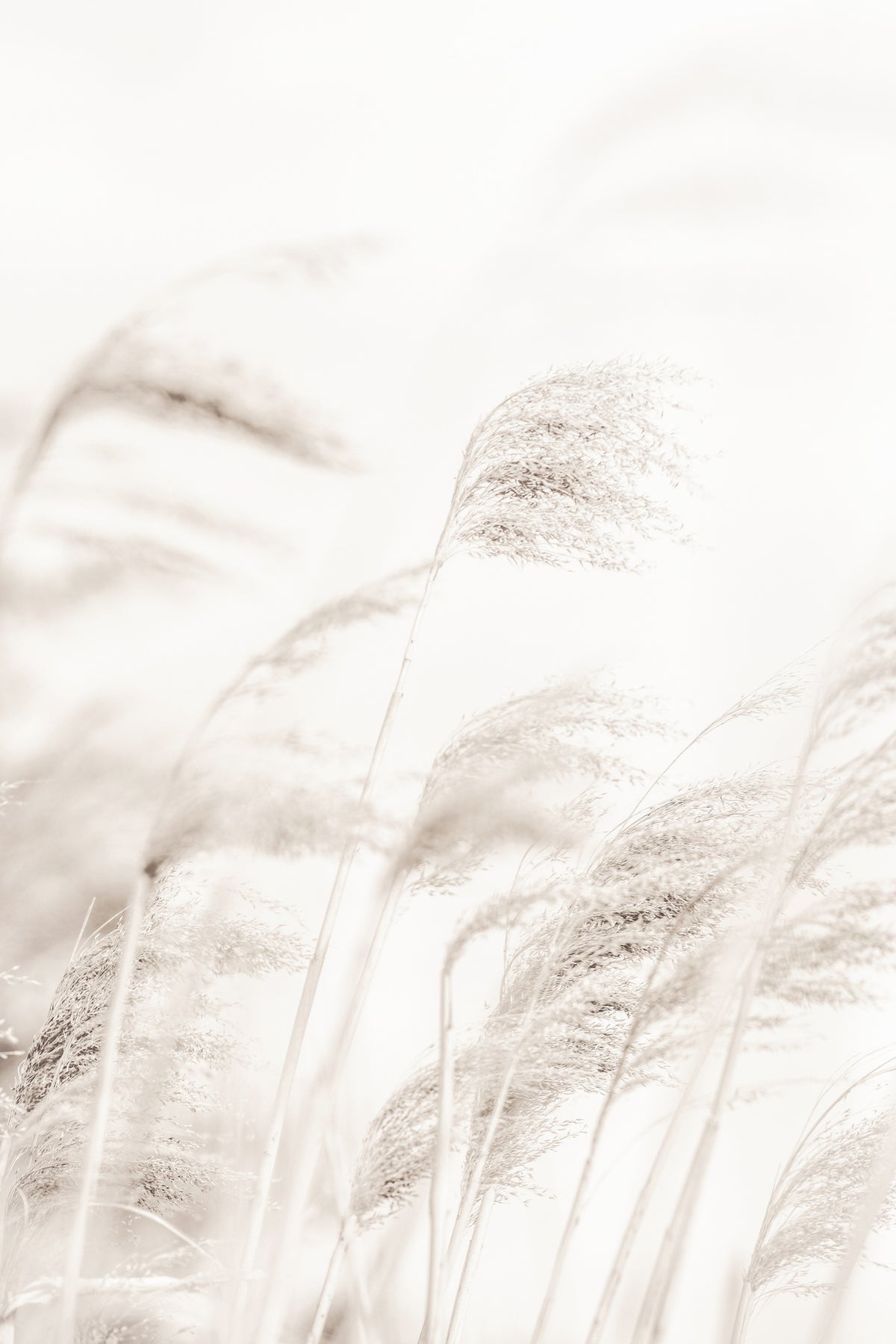 acrylic-print-reed