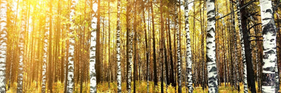 panoramic-poster-print-birch-forest-panorama