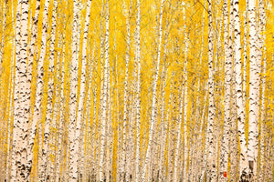 poster-print-the-birch-forest-in-autumn