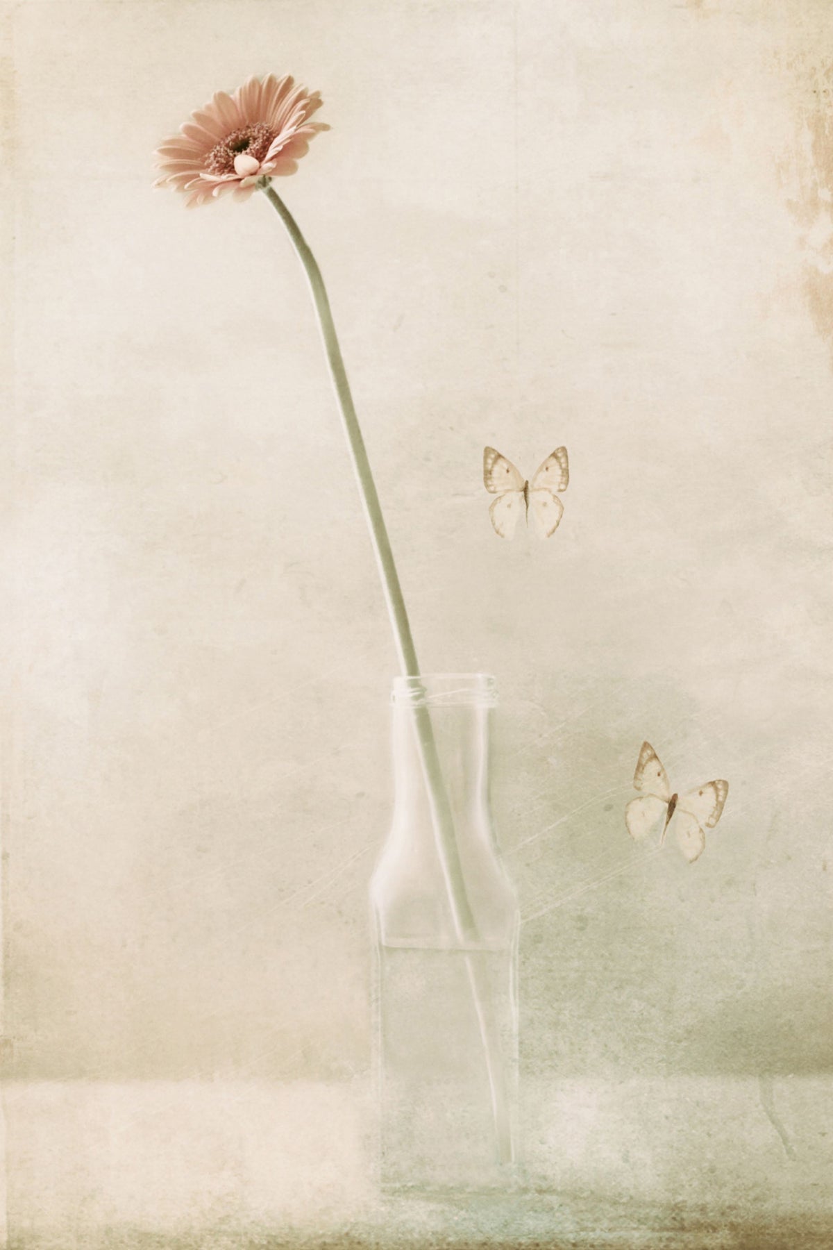 canvas-print-miss-daisy
