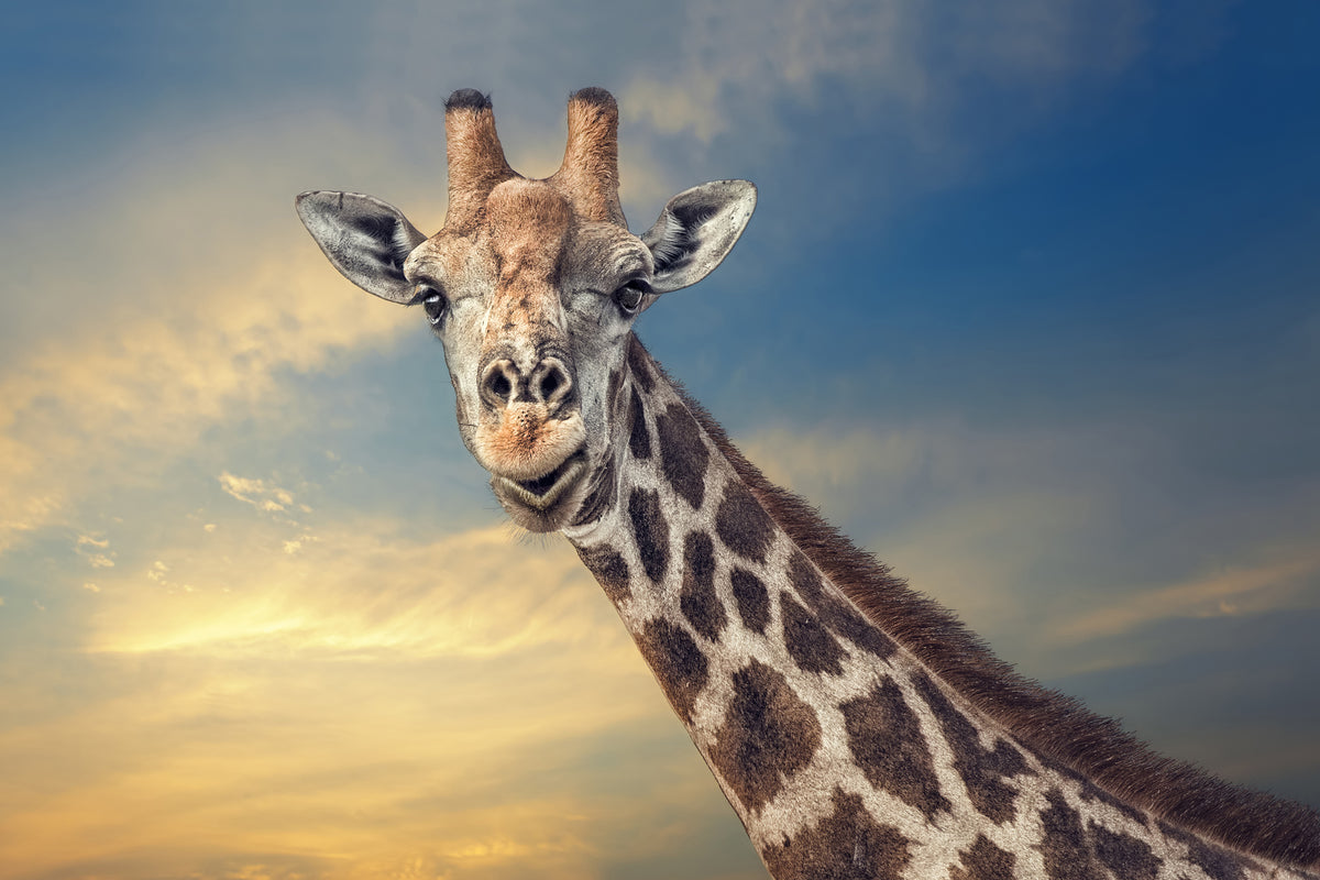 acrylic-print-the-friendly-giant