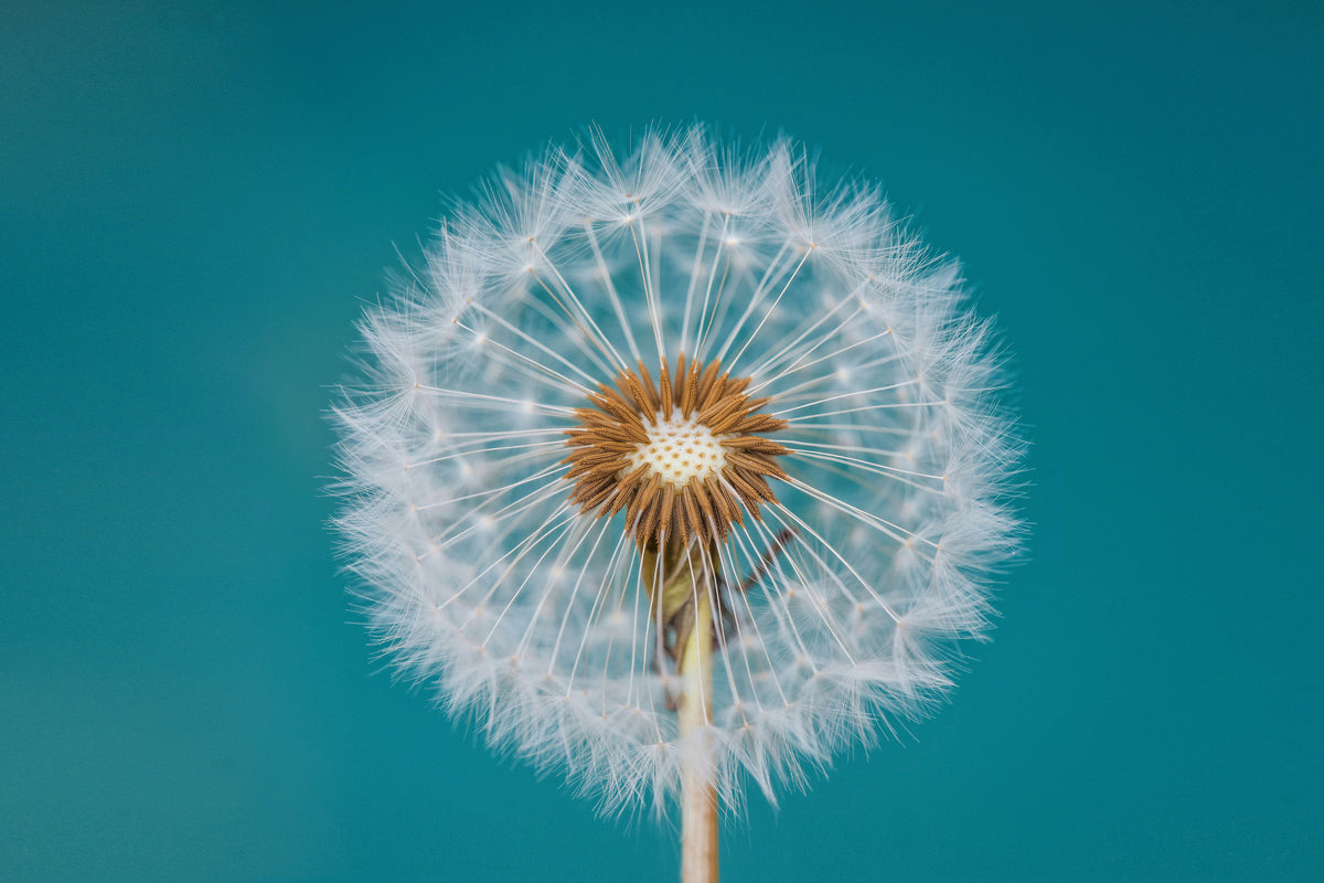 modern-3-piece-aluminium-print-dandelion-a