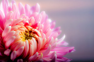 modern-3-piece-aluminium-print-macro-chrysanthemum
