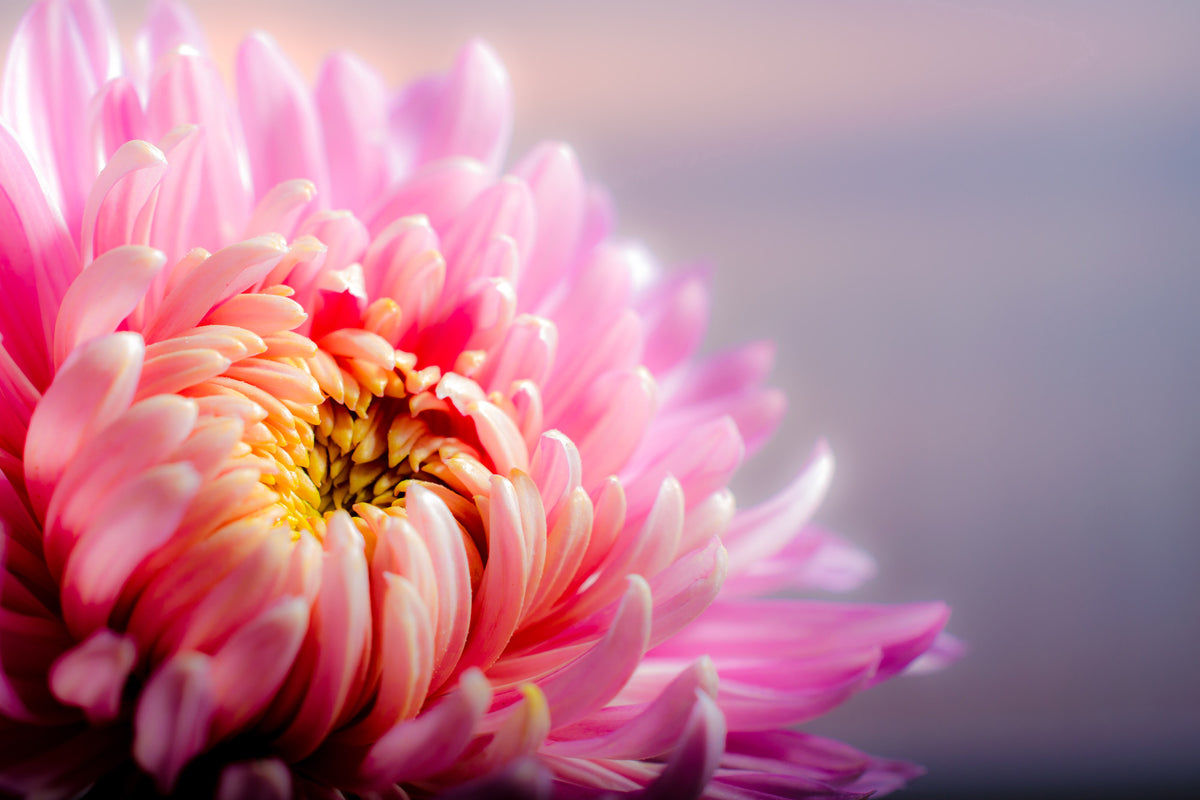 modern-3-piece-aluminium-print-macro-chrysanthemum