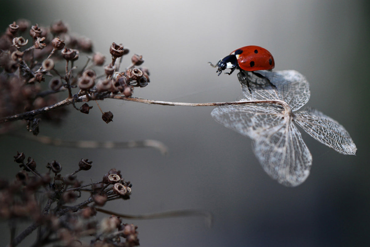 framedcanvas-print-ladybird-on-hydrangea