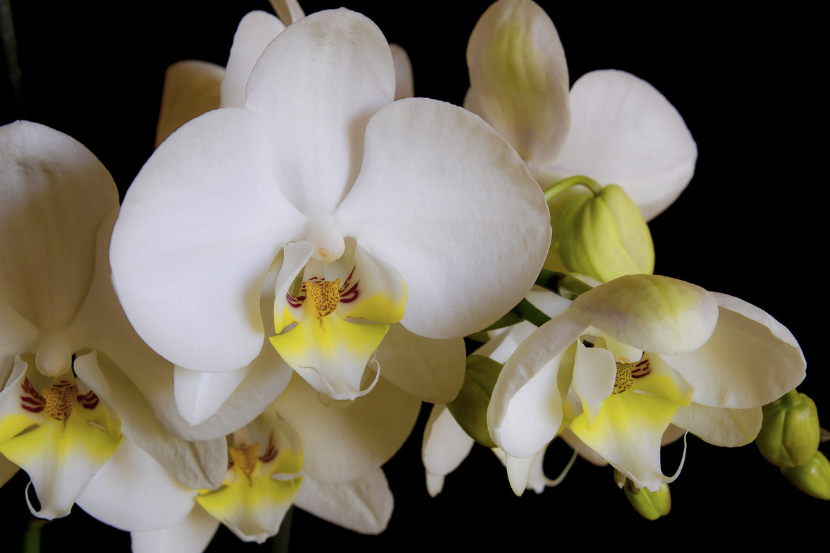 framedposter-print-white-orchids-in-bloom