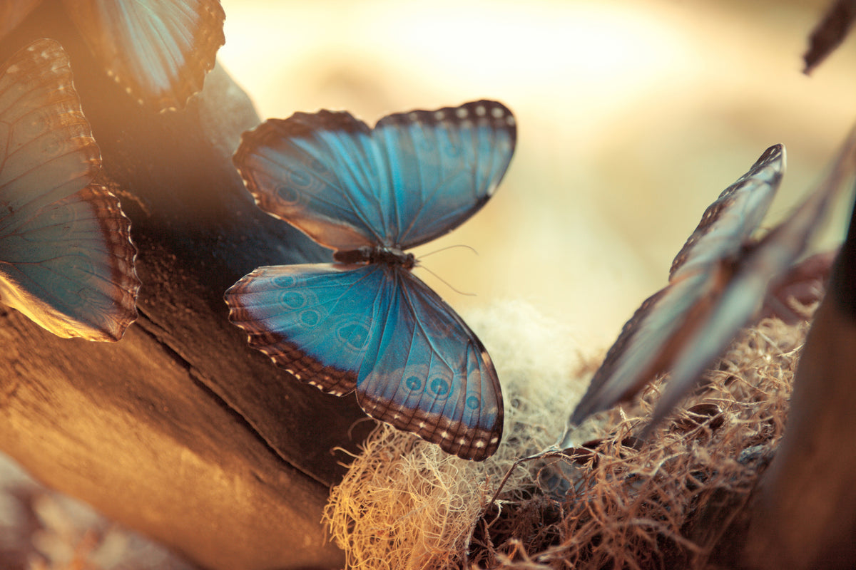 3-piece-canvas-print-butterflies