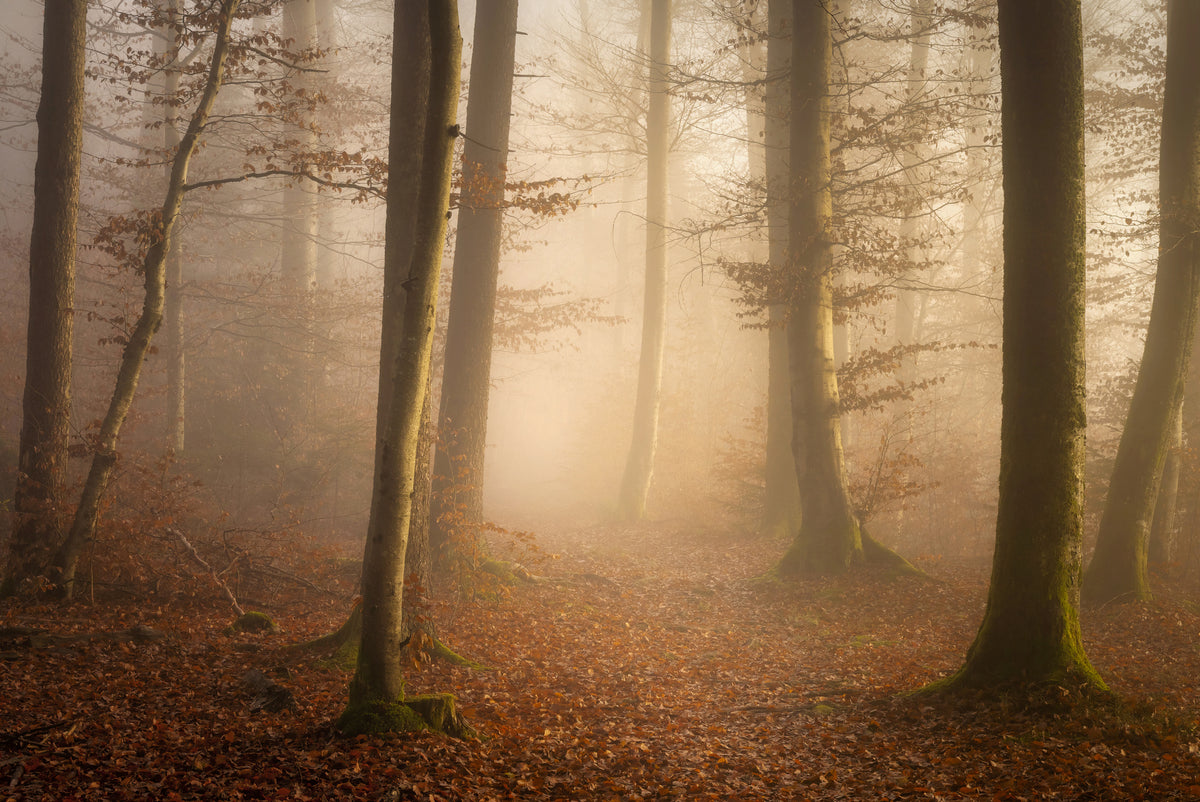 framedcanvas-print-november-forest