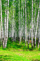 acrylic-print-the-birch-forest-in-summer