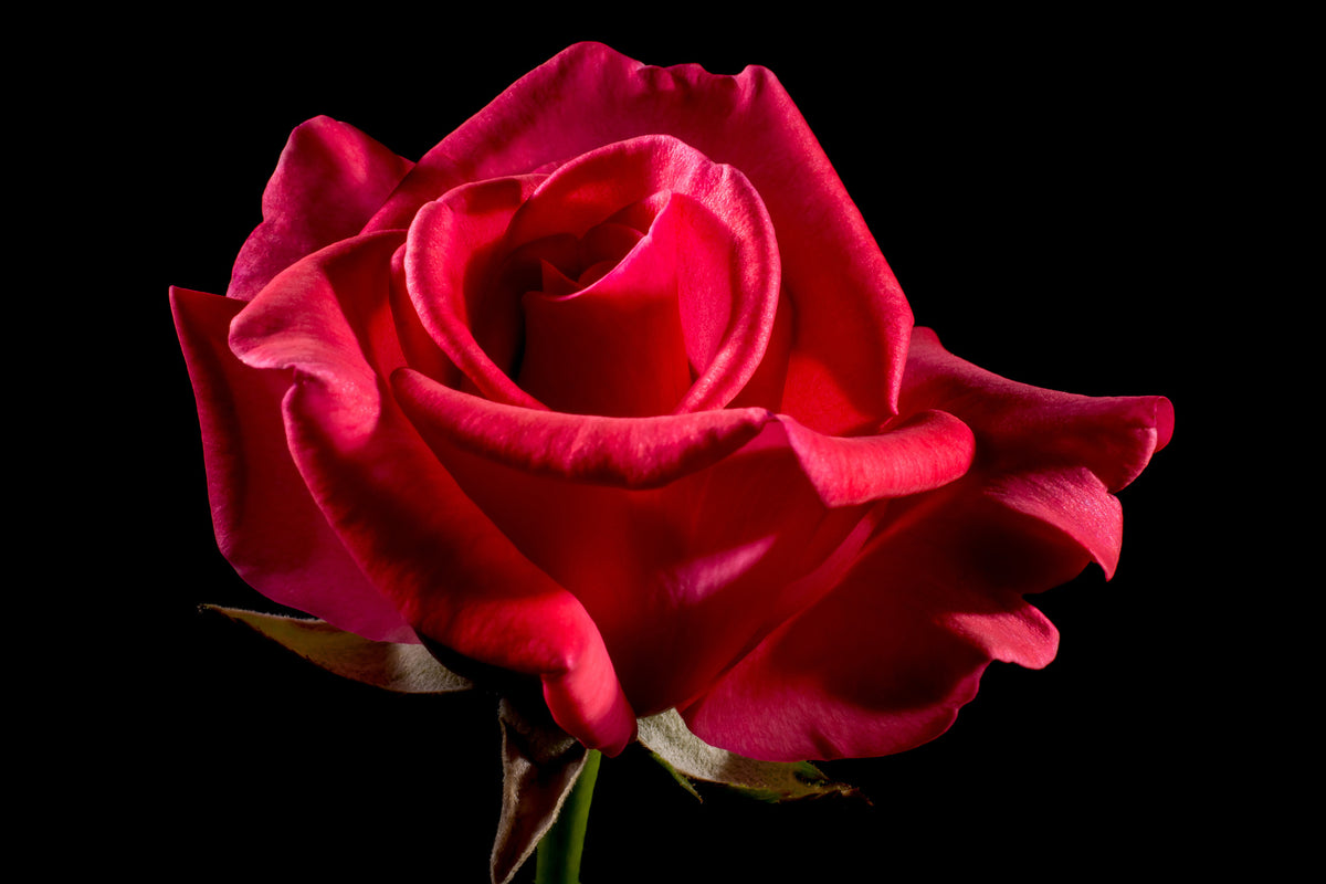 framedposter-print-the-flower-of-love