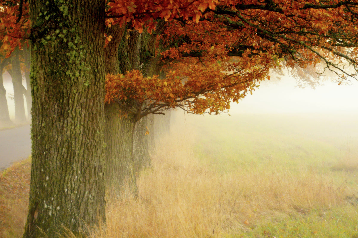 canvas-print-autumn-fog-x
