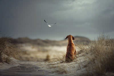 poster-print-freedom-ii-x