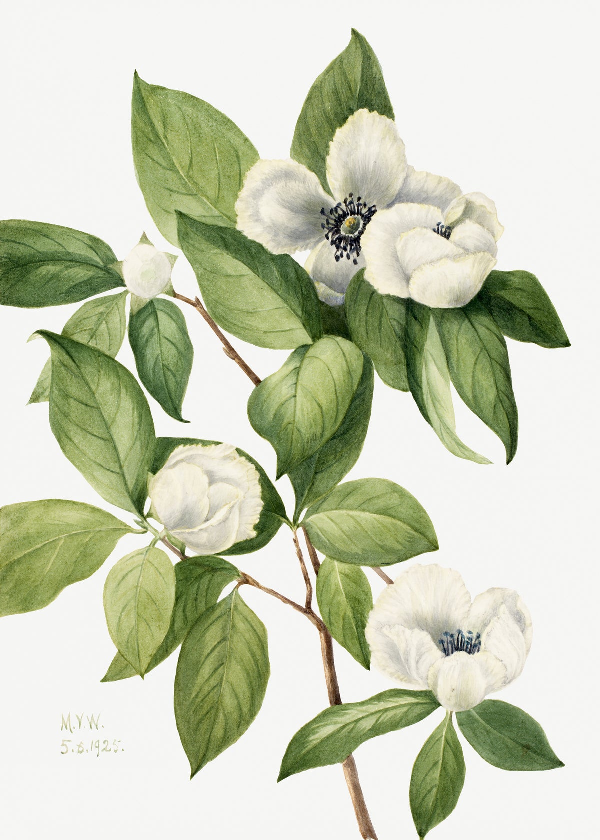 framedposter-print-virginia-stewartia-1925