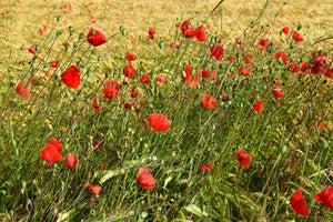 framedcanvas-print-the-poppy-in-the-wind