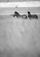 framedposter-print-zebras-in-the-mist