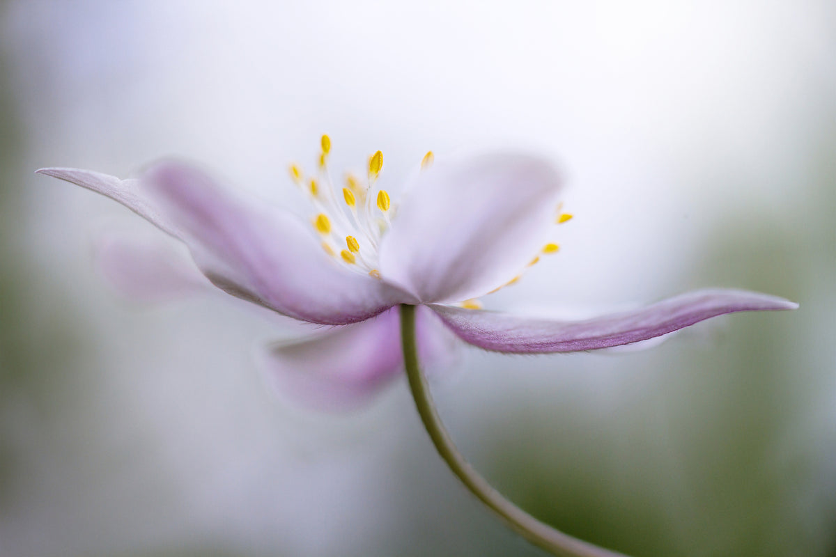 framedcanvas-print-nemorosa-ii