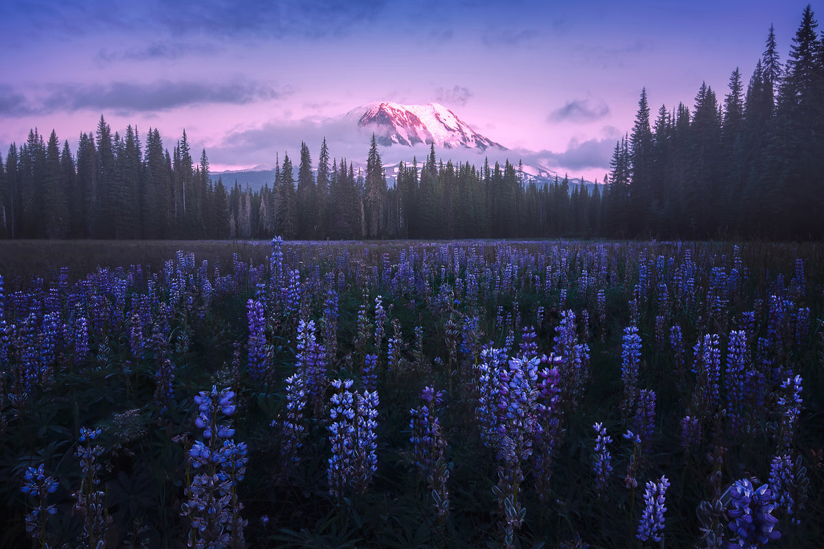 acrylic-print-adam-s-lupine-x