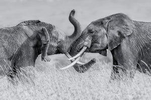 framedcanvas-print-elephant-qtai-chiq-x