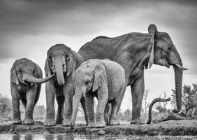 4-piece-canvas-print-a-giant-unity-2