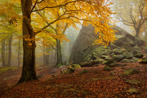 framedcanvas-print-autumn-forest-x