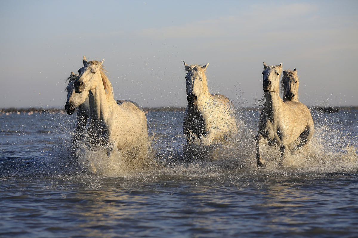 3-piece-aluminium-print-horses-in-the-sea