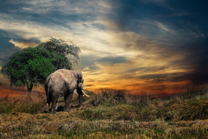 framedcanvas-print-the-elephant-in-the-sunset