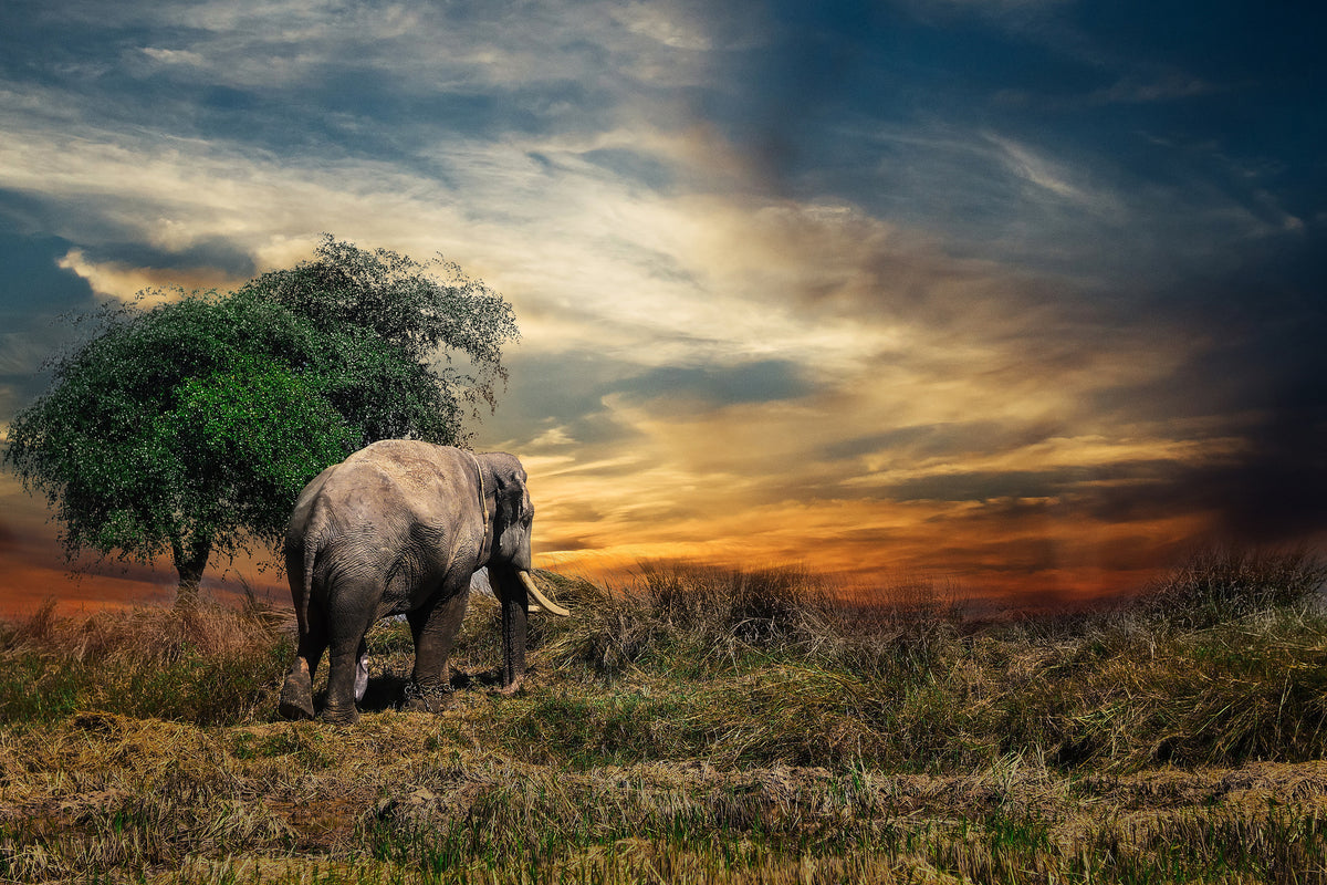 framedcanvas-print-the-elephant-in-the-sunset