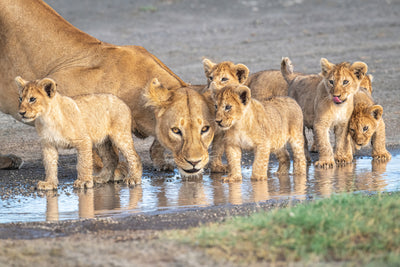 poster-print-wariness-at-the-water-hole-x