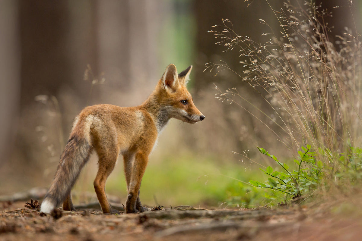 aluminium-print-red-fox-xqm