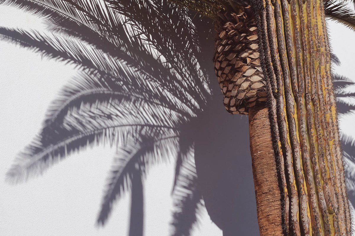 modern-3-piece-acrylic-print-las-vegas-shadows-palm-tree