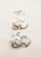 framedcanvas-print-shells