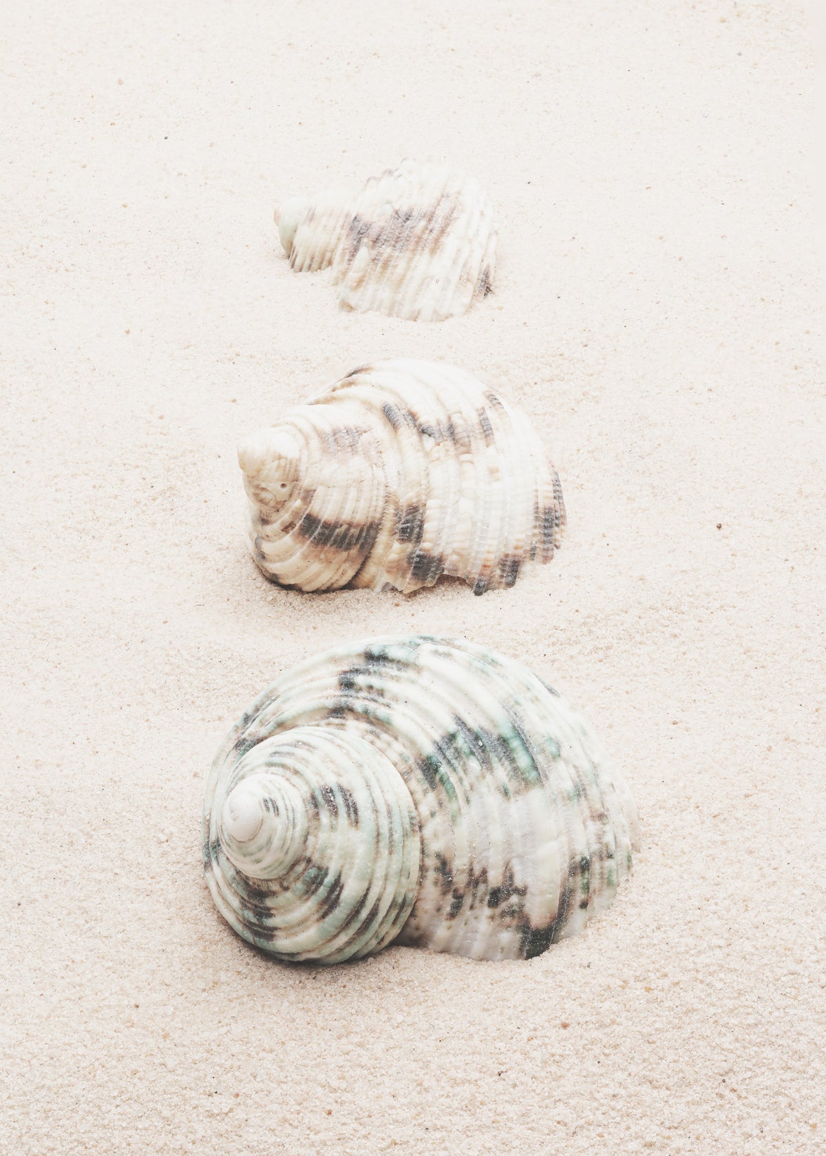 framedcanvas-print-shells