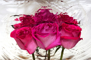 3-piece-aluminium-print-the-rose-reflection