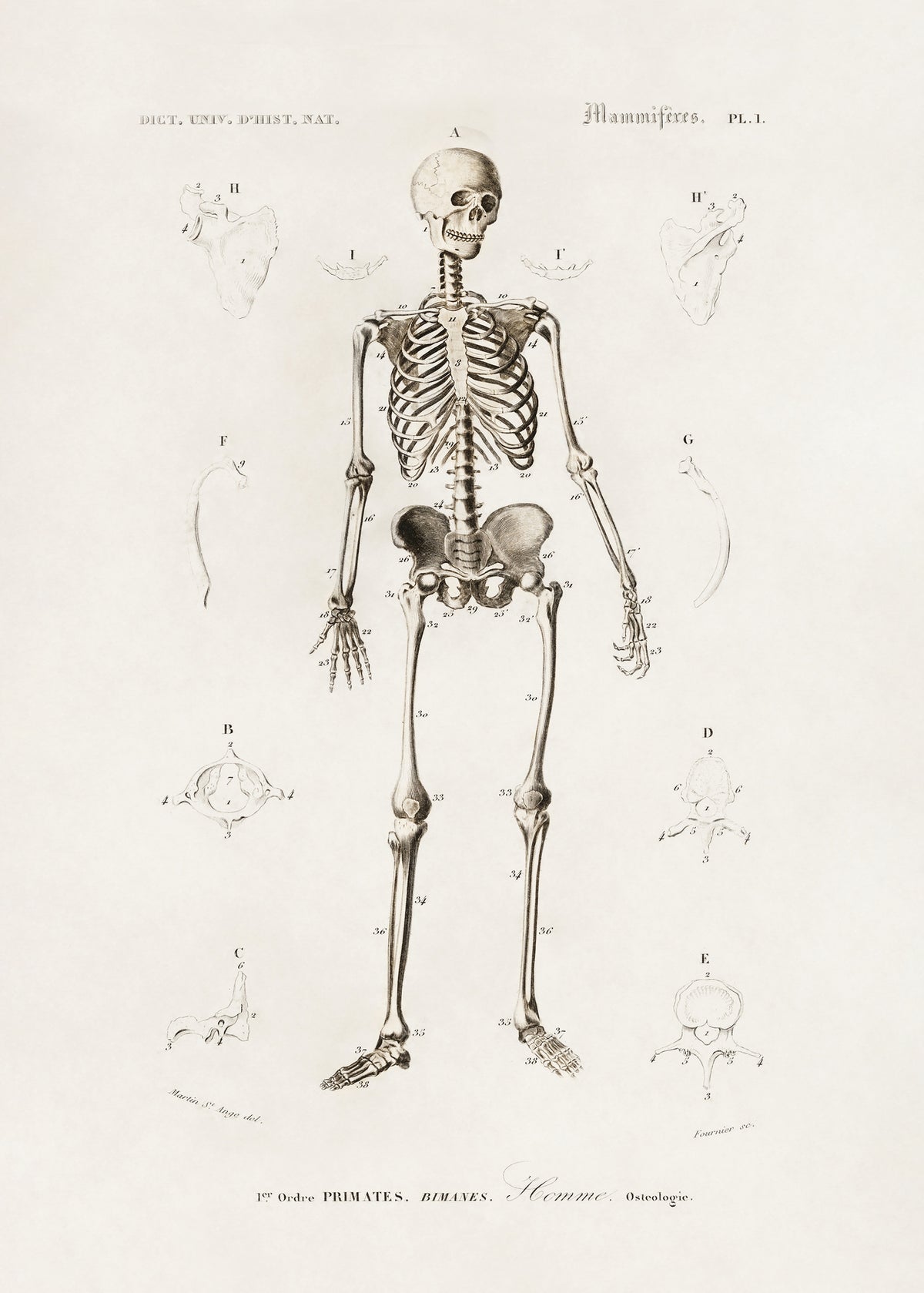 poster-print-human-skeleton
