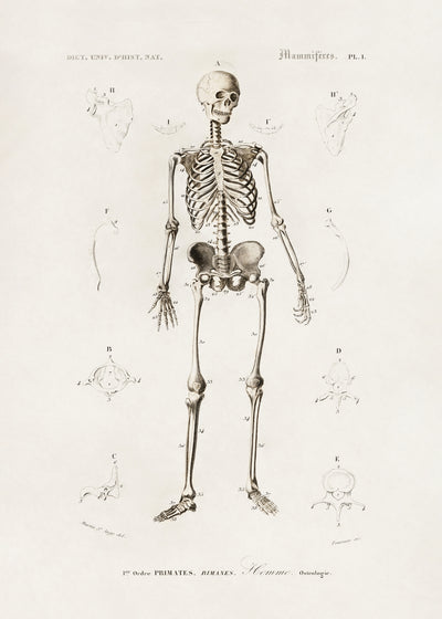 poster-print-human-skeleton