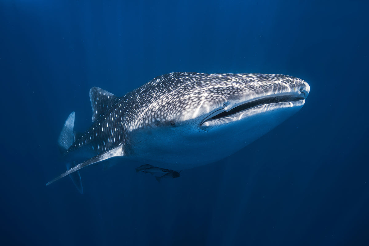 framedcanvas-print-whale-shark