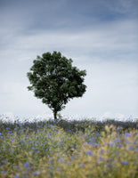 framedcanvas-print-summer-meadow