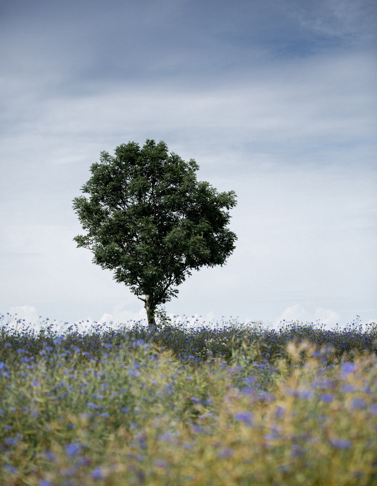 framedcanvas-print-summer-meadow