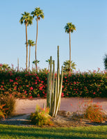 acrylic-print-palm-springs-morning-ii-on-film