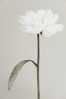 aluminium-print-peony-07